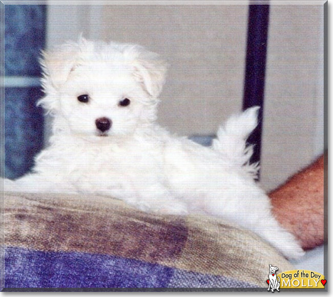 Molly the Maltese, the Dog of the Day